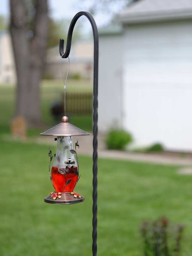 Find Out The Reasons Why Hummingbirds Aren’t Coming To Your Feeder