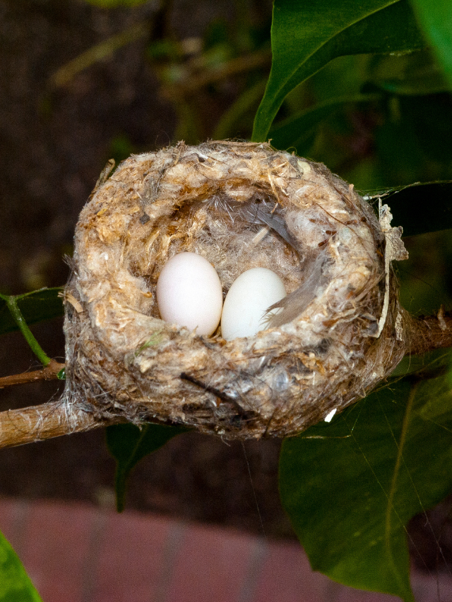 How Hummingbirds Lay Their Eggs & When They Do It