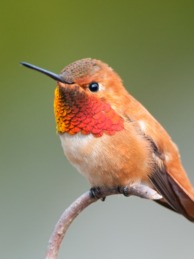 Interesting Facts About A Hummingbird’s Beak