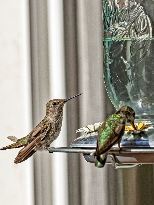 How Do I Get My Perky Pet Hummingbird Feeder To Stop Dripping?