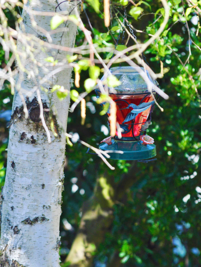 How To Hang Hummingbird Feeder- Step by Step