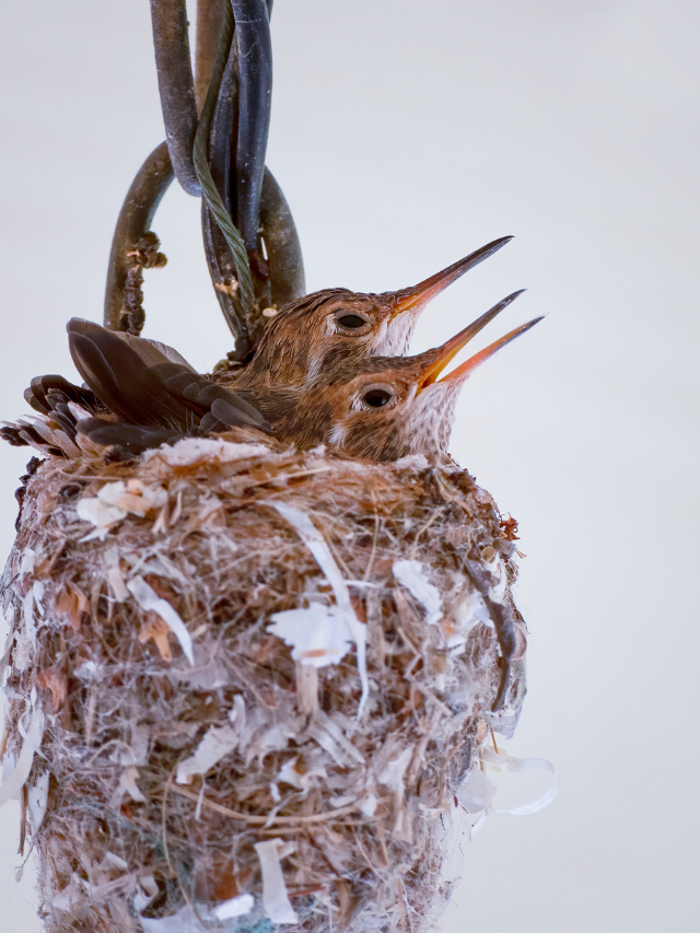 Baby Hummingbird Facts- What Does Baby Hummingbirds Look Like?