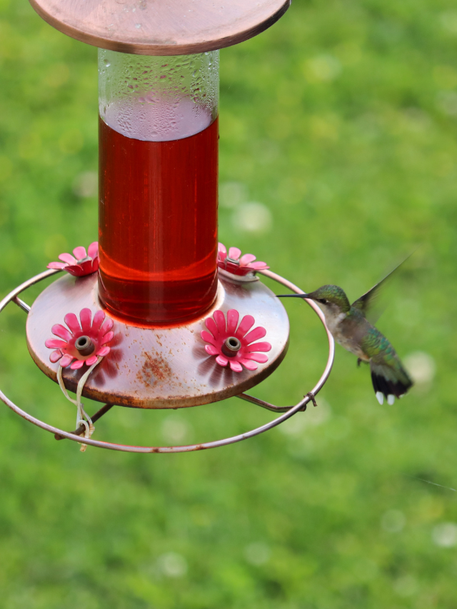 Colors That Attract Hummingbirds- Tips On How To Attract Hummingbirds