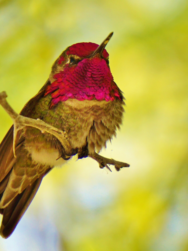Hummingbird Season In Missouri