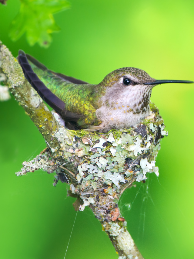 5 Tips For Making A Hummingbird Nesting Platform