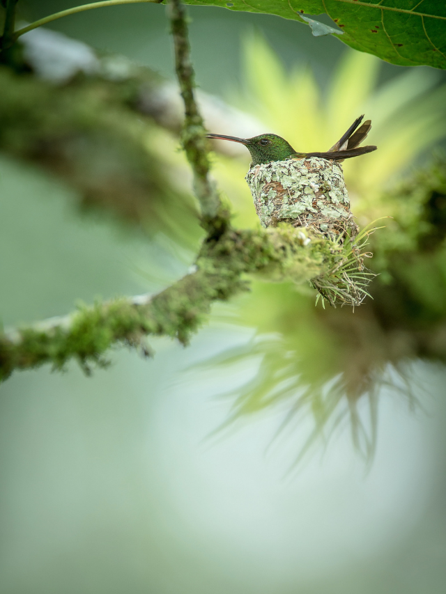Hummingbird Nests: 6 Interesting Facts You Need To Know
