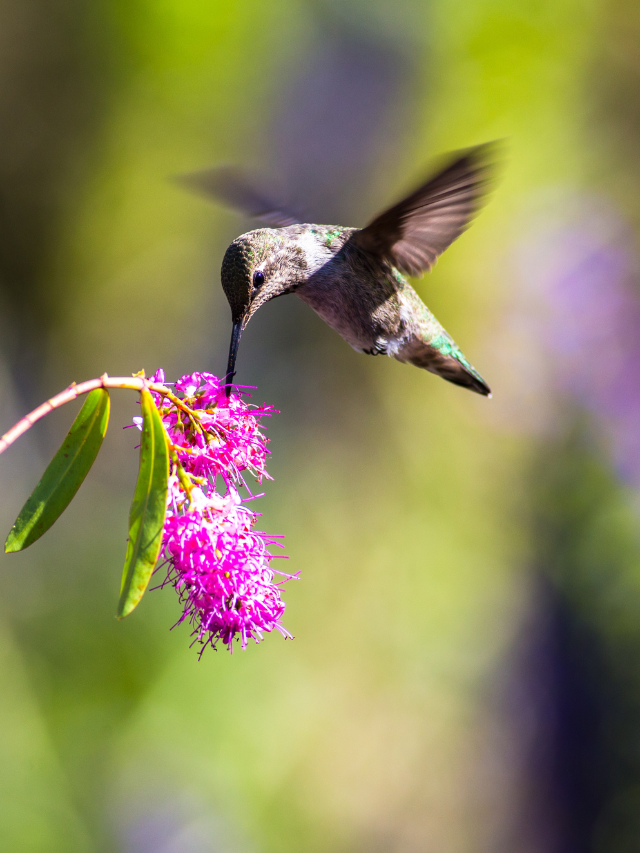 Hummingbirds Season In Kentucky – When To Put Out Hummingbird Feeders