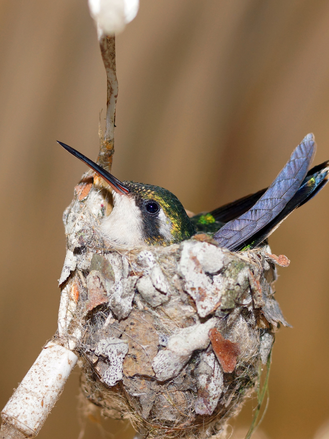 8 Interesting Facts About Hummingbird Laying Eggs