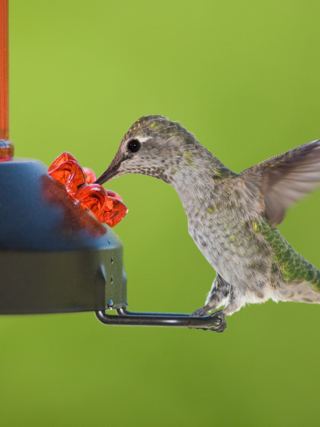 Find Out When You Should Stop Feeding Hummingbirds In Ohio