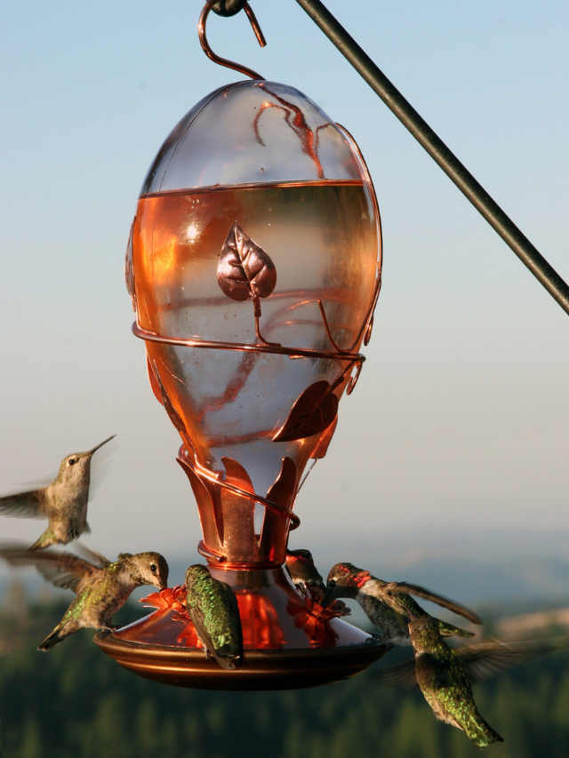 6 Tips To Find The Best Location For Your Hummingbird Feeder