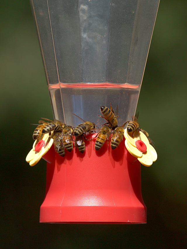 How To Keep Bees And Wasps Away From Hummingbird Feeders- Easy Steps