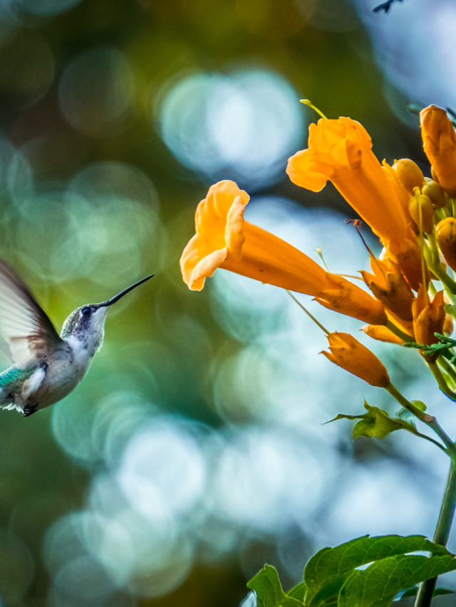 Tips For Attracting Hummingbirds In Florida