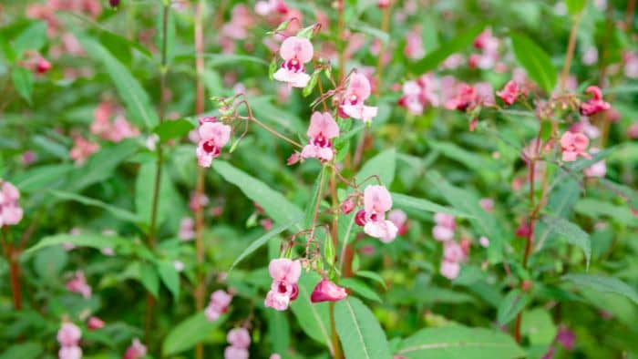  What flowers do hummingbirds not like?