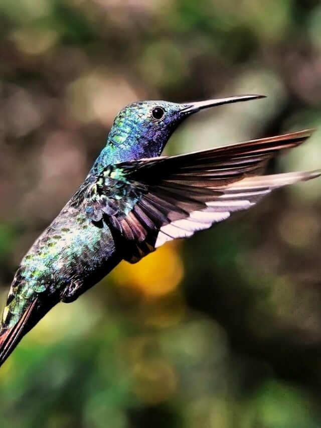 Do Hummingbirds Have To Keep Moving To Avoid Death
