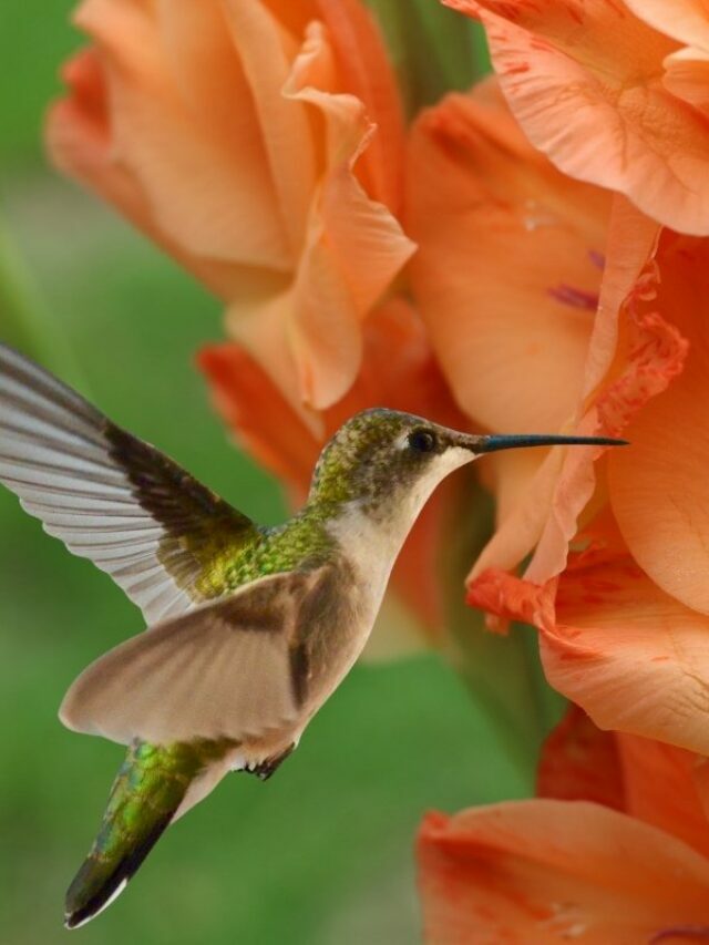 Reasons Gladiolus Makes A Perfect Match To Attract Hummingbirds