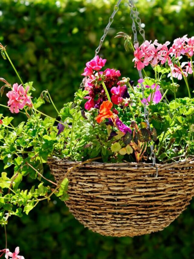 7 Beautiful Nectar-Rich Flowers For Hanging Basket For Hummingbirds