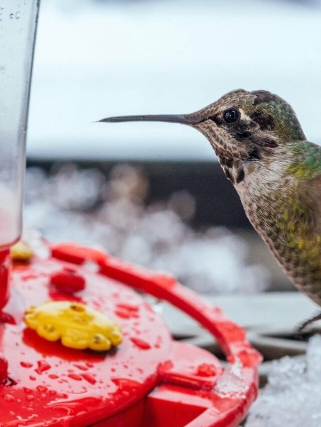 how to feed hummingbirds in winter