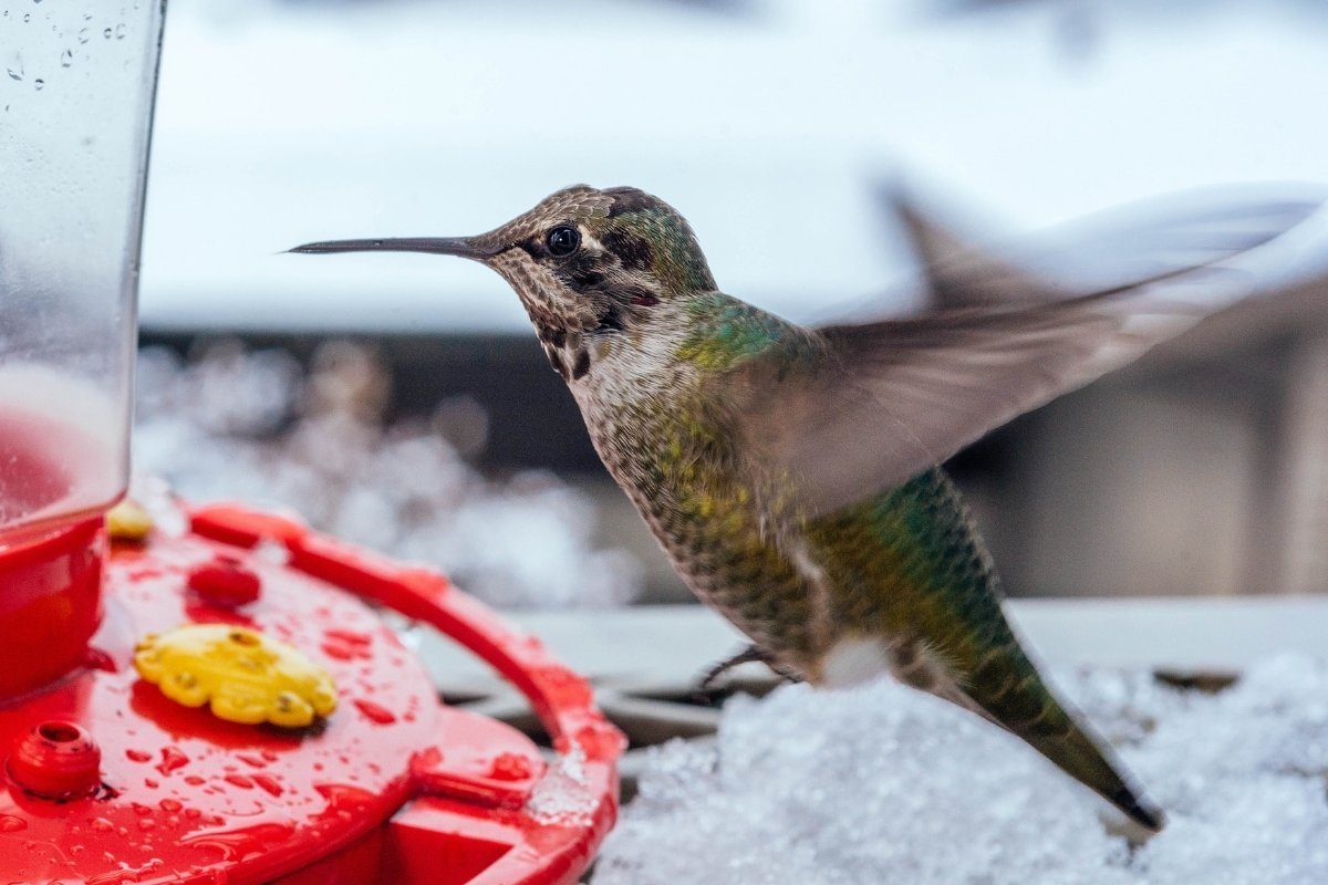 how to feed hummingbirds in winter