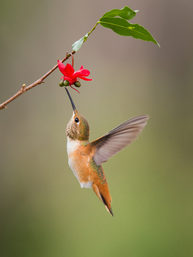 Twice The Fun - Hummingbird Season In Georgia - Hummingbirds Info