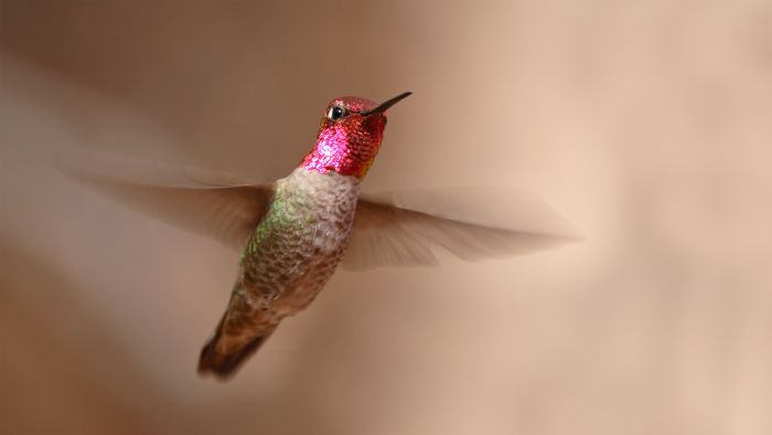  Are hummingbirds the fastest bird?