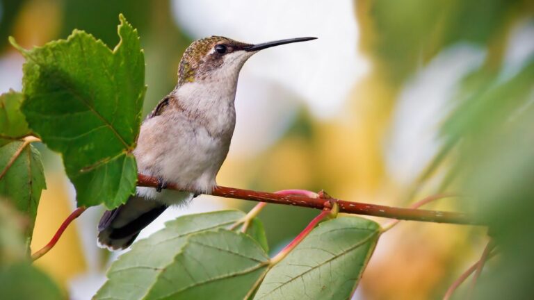 Top 4 Best Trees For Hummingbirds: Options That Make A Difference ...