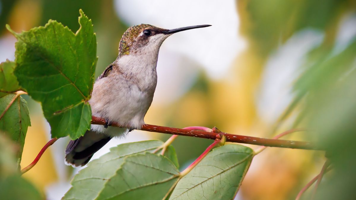 Best Trees For Hummingbirds
