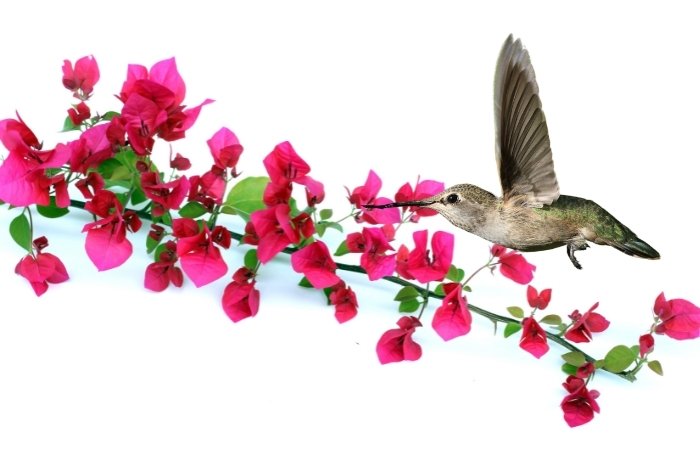 Bougainvilleas Attract Hummingbirds