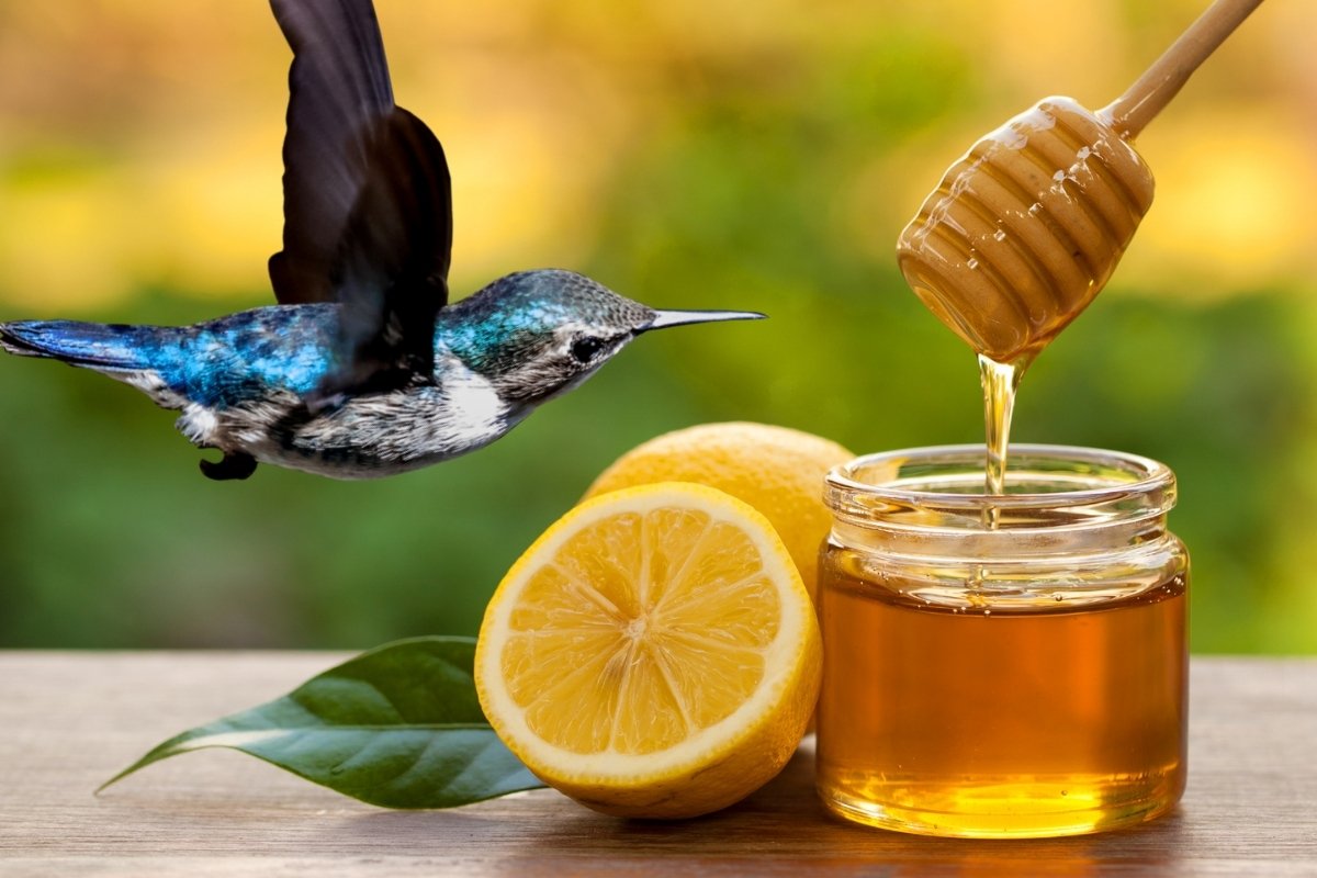 Can Hummingbirds Have Honey?