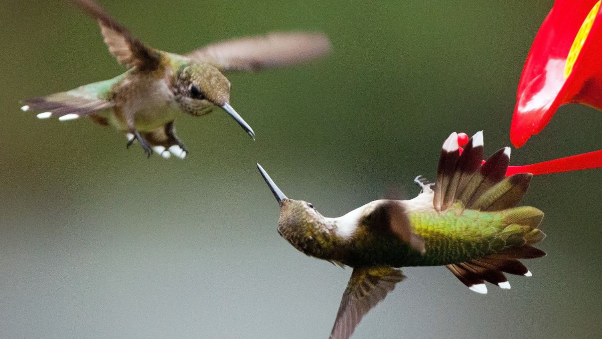 Can Hummingbirds Kill Each Other