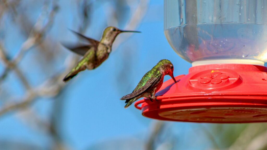 Is Raw Sugar Ok For Hummingbirds