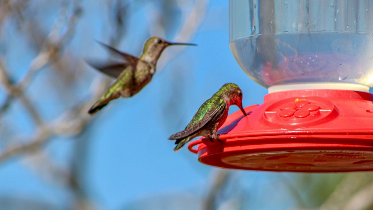 Can You Use Granulated Sugar For Hummingbirds
