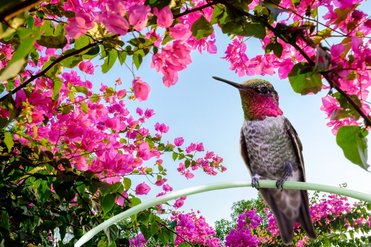 Do Bougainvilleas Attract Hummingbirds