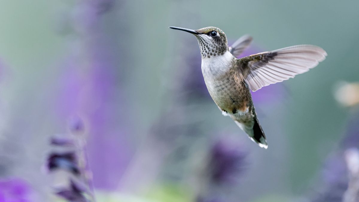Do Hummingbirds Migrate In Flocks?