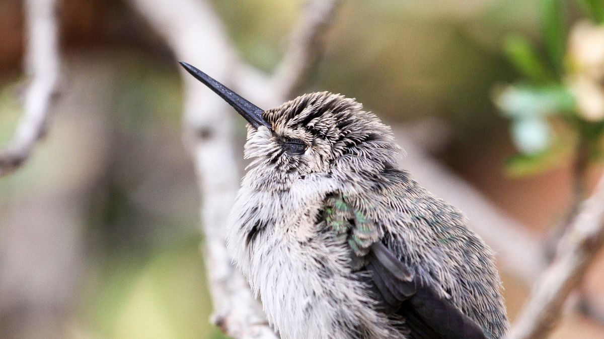 Do Hummingbirds Sleep In The Same Place Every Night?