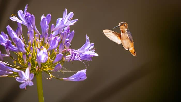  Do hummingbirds let you know when the feeder is empty?