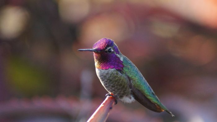  Do hummingbirds like certain trees?