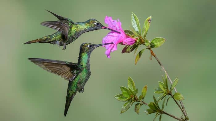  Do hummingbirds migrate in pairs?