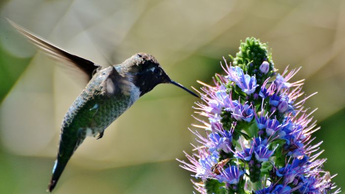  Do hummingbirds need to eat every 10 minutes?