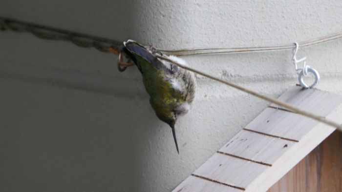  Do hummingbirds sleep in the same place every night?