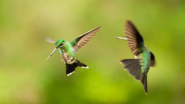 Do hummingbirds stab each other?