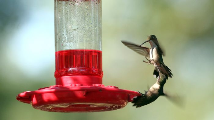  Do hummingbirds try to hurt each other?