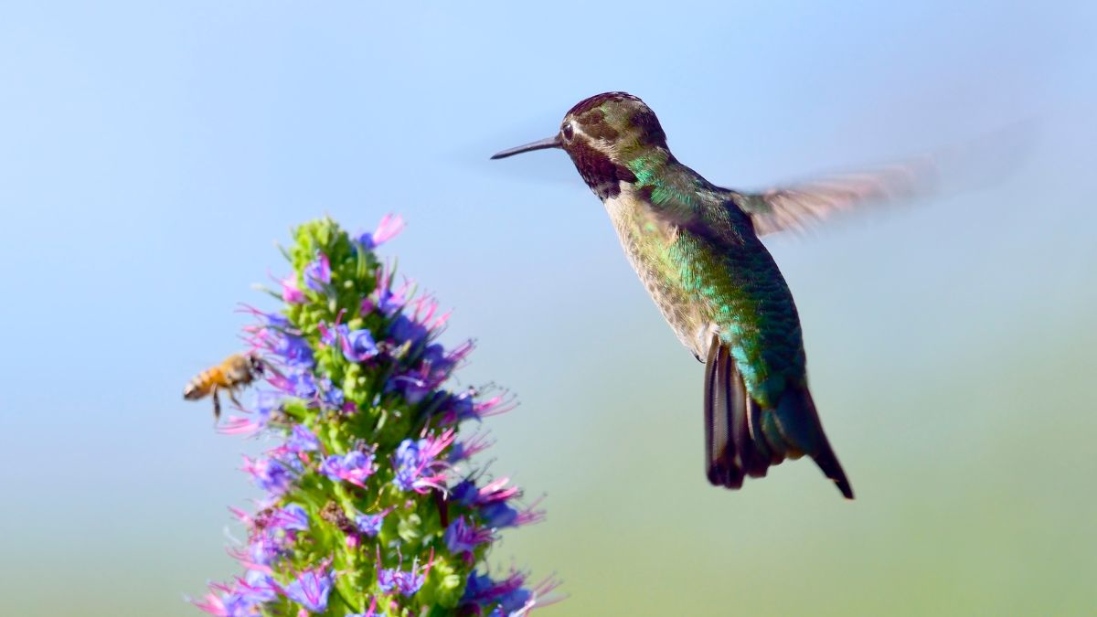 Facts About Hummingbirds Habitat