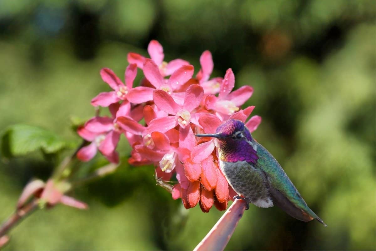 Flowers For Hummingbirds In California