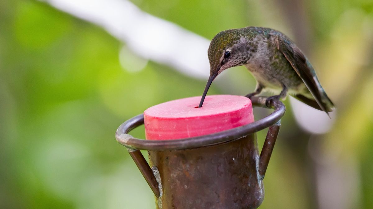 Homemade Sugar Water For Hummingbirds