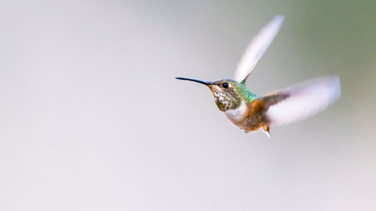How Fast Do Hummingbirds Beat Their Wings