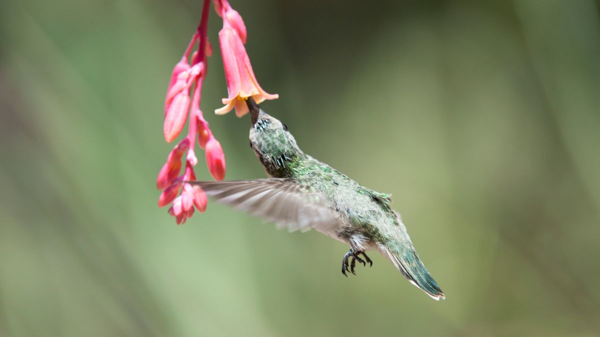 How Long Do Hummingbirds Live Without Food