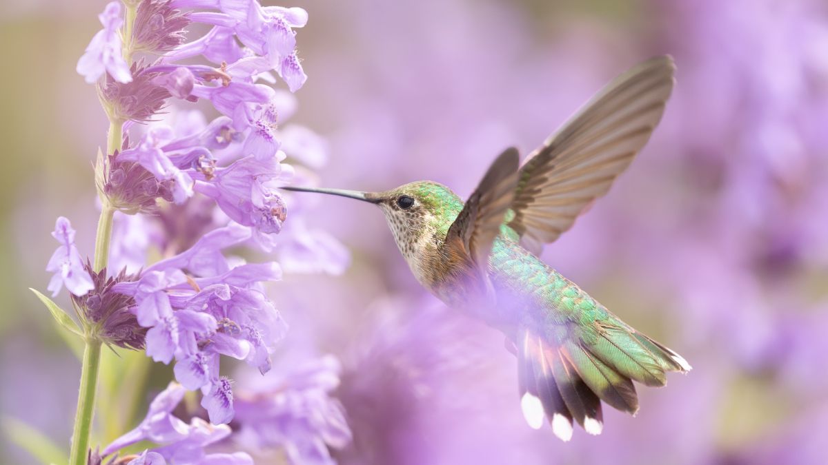 How Many Varieties Of Hummingbirds Are Out There