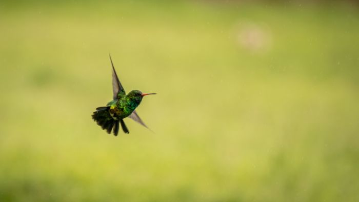  How do hummingbirds beat their wings so fast?