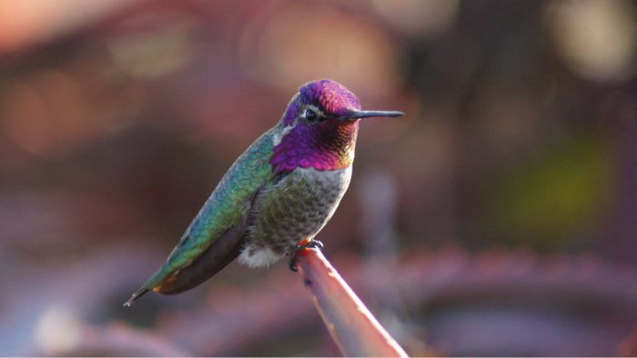  How far do hummingbirds fly in a day when migrating?