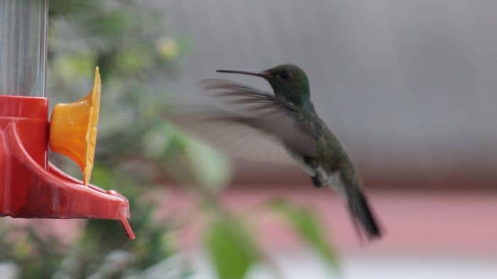  How fast do hummingbird wings flap mph?